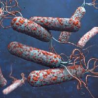 Профилактика холеры и острых кишечных инфекций 2023